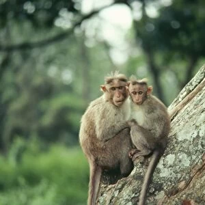 Bonnet Macaque Monkey GKB 900 Macaca radiata © G. K. Brown / ARDEA LONDON