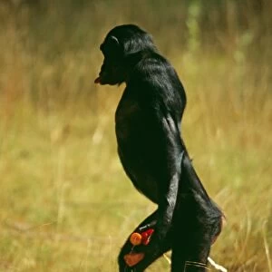 Bonobo Chimp CMB 542 Pan troglodytes paniscus © Chris Martin Bahr / ARDEA LONDON