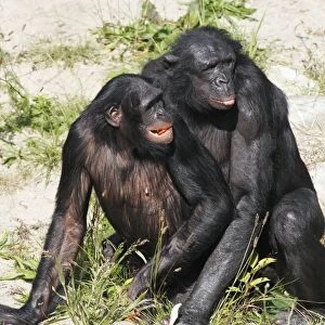 Bonobo Chimpanzee - pair copulating, distribution - central Africa, Congo