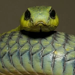 Boomslang Portrait, Namibia, Africa