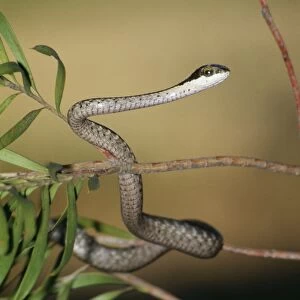 Boomslang Snake Juvenile