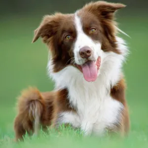 Border Collie Dog