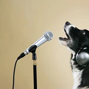 Border Collie Dog - with microphone & head phones