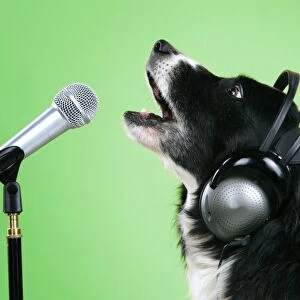Border Collie Dog - with microphone & head phones Digital Manipulation: colour background to green