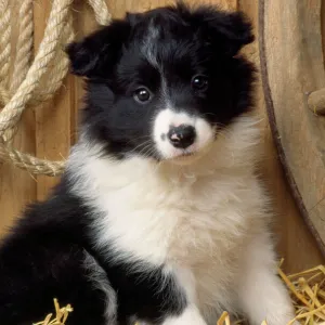 Border Collie Dog - puppy