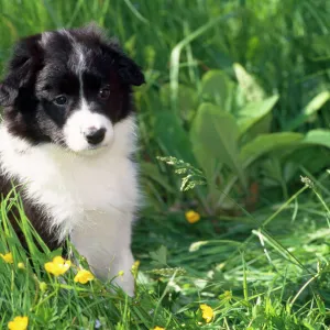 Border Collie Dog - puppy in buttercups