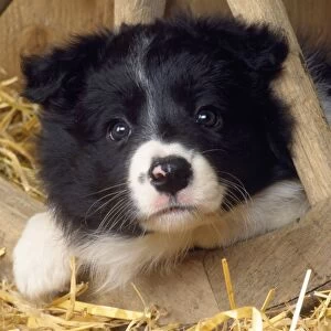 Border Collie Dog - puppy & wheel