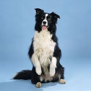Border Collie Dog - sitting up & begging