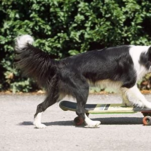 Border Collie Dog - skateboarding