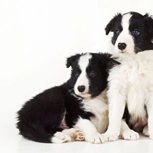 Border Collie Dog - x2 puppies