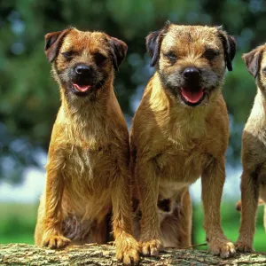 Border Terrier Dogs - Three sitting together