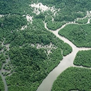 Borneo Aerial of mangrove Forest Sandakan, Sabah