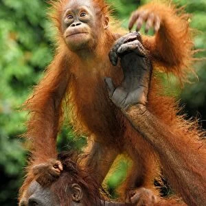 Borneo Orang utan - female with baby - Camp Leaky - Tanjung Puting N. P. - Kalimantan/Borneo - Indonesia
