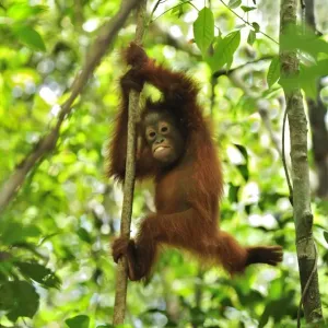 Borneo Orangutan - baby climbing on a tree - Camp Leakey - Tanjung Puting National Park - Kalimantan - Borneo - Indonesia Borneo Orangutan - baby climbing on a tree - Camp Leakey - Tanjung Puting National Park - Kalimantan - Borneo - Indonesia