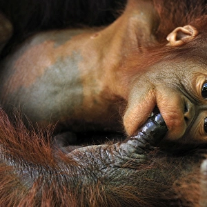 Borneo Orangutan - baby is sucking the finger of the mother - Camp Leakey - Tanjung Puting National Park - Kalimantan - Borneo - Indonesia