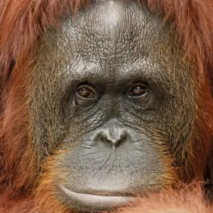 Borneo Orangutan - female. Camp Leaky, Tanjung Puting National Park, Borneo, Indonesia Borneo Orangutan - female. Camp Leaky, Tanjung Puting National Park, Borneo, Indonesia