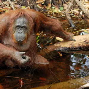 Borneo Orangutan - female. Camp Leaky, Tanjung Puting National Park, Borneo, Indonesia