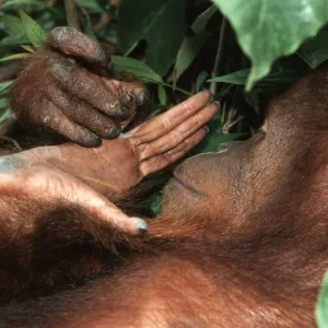 Borneo Orangutan - female looking at hand - Sepilok - Malaysia