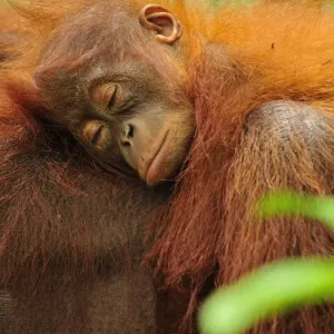 Borneo Orangutan - female with sleeping baby - Camp Leakey - Tanjung Puting National Park - Kalimantan - Borneo - Indonesia Borneo Orangutan - female with sleeping baby - Camp Leakey - Tanjung Puting National Park - Kalimantan - Borneo - Indonesia