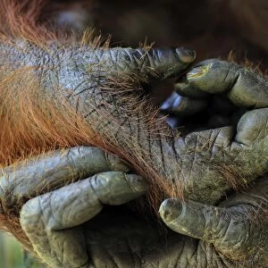 Borneo Orangutan - hands - Camp Leakey - Tanjung Puting National Park - Kalimantan - Borneo - Indonesia