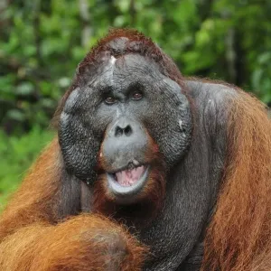 Borneo Orangutan - male - Kusasi scarred - Camp Leakey - Tanjung Puting National Park - Kalimantan - Borneo - Indonesia Borneo Orangutan - male - Kusasi scarred - Camp Leakey - Tanjung Puting National Park - Kalimantan - Borneo - Indonesia