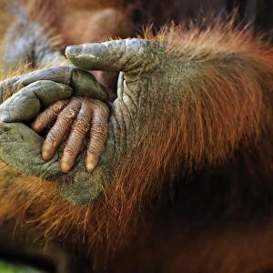 Borneo Orangutan - mother's and baby's hands - Camp Leakey - Tanjung Puting National Park - Kalimantan - Borneo - Indonesia