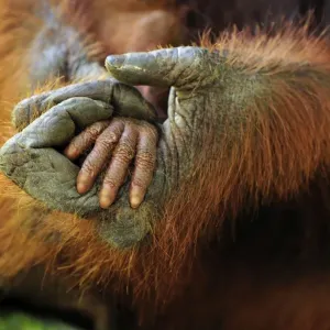 Borneo Orangutan - mother's and baby's hands - Camp Leakey - Tanjung Puting National Park - Kalimantan - Borneo - Indonesia Borneo Orangutan - mother's and baby's hands - Camp Leakey - Tanjung Puting National Park - Kalimantan - Borneo - Indonesia