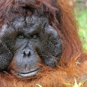 Borneo Orangutan - old male. Camp Leaky, Tanjung Puting National Park, Borneo, Indonesia