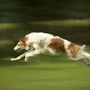 Borzoi / Russian Wolfhound - running