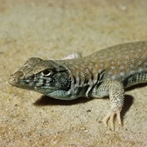 Bosk's Fringe-toed Lizard