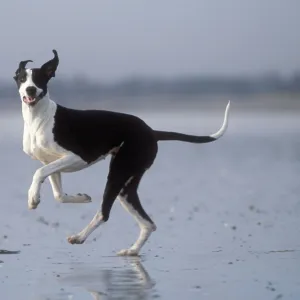 Boston Great Dane Dog Running on beach