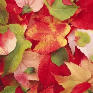 Boston Ivy Leaves In autumn Boston Ivy Leaves In autumn