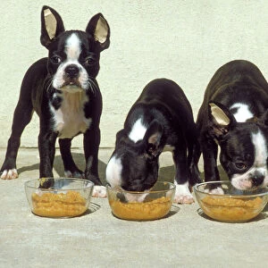 Boston Terrier Dog - 4 Puppies eating from dog bowls
