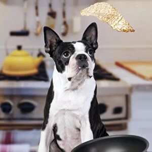 Boston Terrier Dog - with pancake being flipped