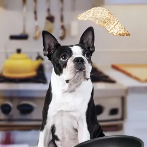 Boston Terrier Dog - with pancake being flipped Boston Terrier Dog - with pancake being flipped