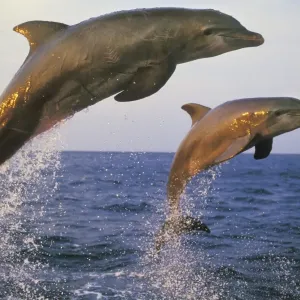 Bottle-nosed Dolphin - Jumping from water in late evening 2M0118 Bottle-nosed Dolphin - Jumping from water in late evening 2M0118