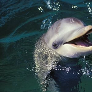Bottle-nosed Dolphin Off the West coast of Hondurus 2Mo23