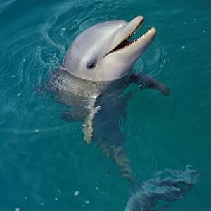 Bottle-nosed Dolphin - Young, face held out of water, 2Mo48 Pacific Ocean, Honduras, Central America
