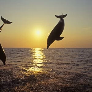 Bottle-nosed Dolphins - Leaping out of water at sunset Off the West coast of Hondurus 2Mo135