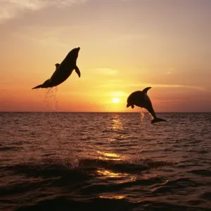 Bottlenose Dolphin 2 leaping at sunset Bottlenose Dolphin 2 leaping at sunset