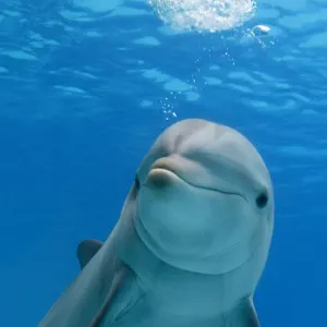 Bottlenose dolphin - blowing air bubbles underwater Bottlenose dolphin - blowing air bubbles underwater