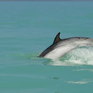 Bottlenose Dolphin - diving back into the warer after a jump - Atlantic Ocean - Namibia - Africa Bottlenose Dolphin - diving back into the warer after a jump - Atlantic Ocean - Namibia - Africa