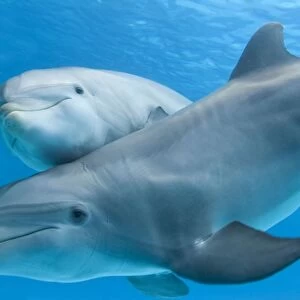 Bottlenose Dolphin - female and her calf