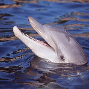 BOTTLENOSE DOLPHIN - head out of water