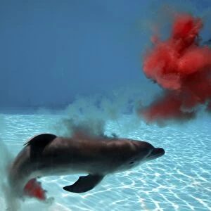Bottlenose Dolphin - Mother giving birth to Baby/Calf. Birth Sequence 10