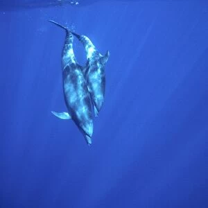Bottlenose dolphin - Mother with large calf, diving Off Socorro Island, Mexico, Pacific Ocean
