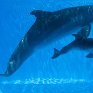 Bottlenose Dolphin - mother and newborn baby / calf - swimming together - Malta The calf was born on July 20th 2010 at 15:30. At birth its weight was roughly 15 kg and 1m in length
