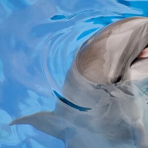 Bottlenose Dolphin with mouth open