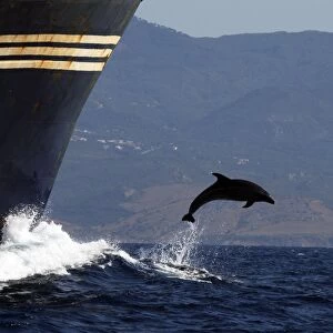 Bottlenose Dolphin - playing / bow riding in front of cargo ship in the strait of Gibraltar. Spain