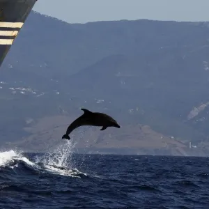 Bottlenose Dolphin - playing / bow riding in front of cargo ship in the strait of Gibraltar. Spain Bottlenose Dolphin - playing / bow riding in front of cargo ship in the strait of Gibraltar. Spain